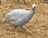 Ovos Galados de Angola Coral Blue