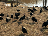 Ovos Galados de Angola Preta