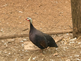 Ovos Galados de Angola Preta