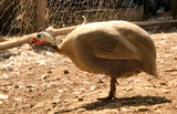 Ovos Galados de Angola Marrom