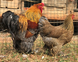 Ovos Galados de Brahma Perdiz Azul
