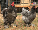 Ovos Galados de Brahma Azul
