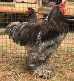Ovos Galados de Brahma Azul