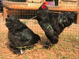 Ovos Galados de Brahma Negra