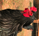 Ovos Galados de Brahma Negra