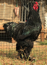 Ovos Galados de Brahma Negra