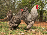 Ovos Galados de Brahma Barrada