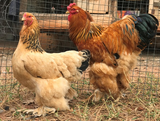 Ovos Galados de Brahma Buff
