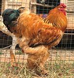 Ovos Galados de Brahma Buff