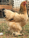 Ovos Galados de Brahma Buff