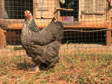 Ovos Galados de Brahma Dark