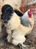 Ovos Galados de Brahma Ligth