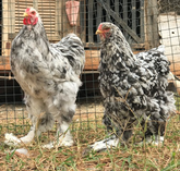 Ovos Galados de Brahma Marmorizado