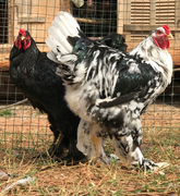 Ovos Galados de Brahma Mottled