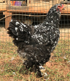 Ovos Galados de Brahma Mottled