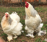 Ovos Galados de Brahma Ligth Azul