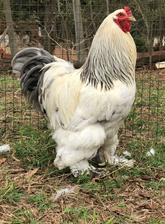 Ovos Galados de Brahma Ligth Azul