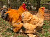 Ovos Galados de Brahma Buff Azul