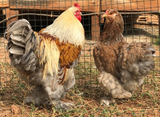 Ovos Galados de Brahma Silver
