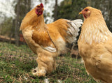 Ovos Galados de Brahma Lemon Pyle