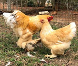 Ovos Galados de Brahma Lemon Pyle