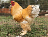 Ovos Galados de Brahma Lemon Pyle
