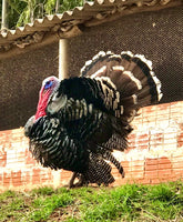 Ovos Galados de Peru Bronze