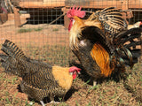 Ovos Galados de Braeckel Lemon