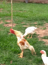 Ovos Galados de Bico Curto