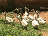 Ovos Galados de Marreco Saxony