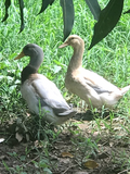 Ovos Galados de Marreco Saxony