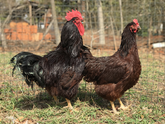 Ovos Galados de Rhode Island Red