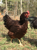 Ovos Galados de Rhode Island Red