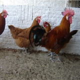 Ovos Galados de Catalana Del Prat