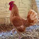 Ovos Galados de Sbrigth Camurça