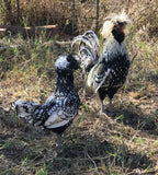 Ovos Galados de Polonesa Prata Laceada