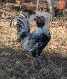 Ovos Galados de Polonesa Prata Laceada