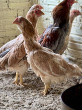 Ovos Galados de Peva