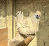 Ovos Galados de Sedosa Branca Frisada