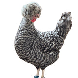 Ovos Galados de Polonesa Carijó