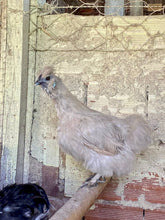 Ovos Galados de Sedosa Blue Splash