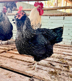 Ovos Galados de Dorkings ou Nanicão