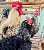 Ovos Galados de Dorkings ou Nanicão