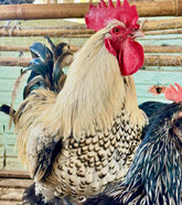 Ovos Galados de Dorkings ou Nanicão