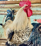 Ovos Galados de Dorkings ou Nanicão