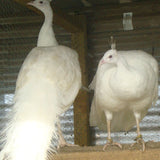 Ovos Galados de Pavão Branco Rabo-de-Noiva