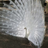 Ovos Galados de Pavão Branco Rabo-de-Noiva