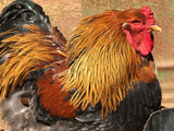 Ovos Galados de Brahma Perdiz Azul