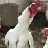 Ovos Galados Shamo Argentino Branco