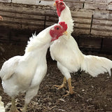 Ovos Galados Shamo Argentino Branco